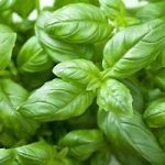 Basil Leaves