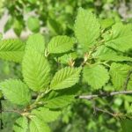 Slippery elm 200g