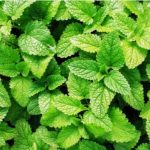 Spearmint 200g