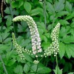 Black cohosh 200g