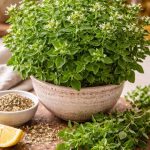 Oregano